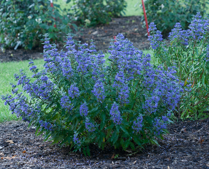 beyond-midnight-caryopteris-planting-with-mulch.jpg