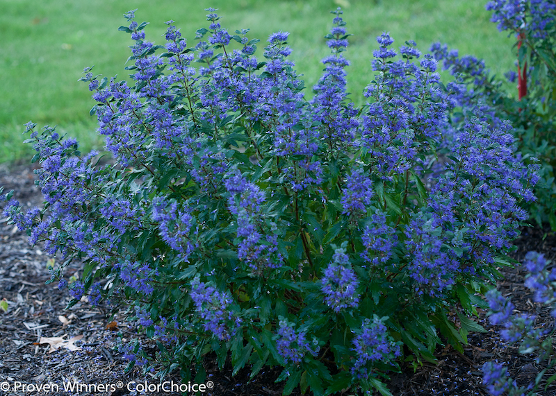 beyond-midnight-caryopteris-shrub.jpg