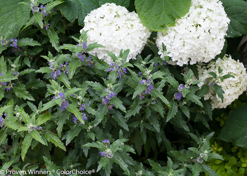 beyond-midnight-caryopteris-with-hydrangea.jpg