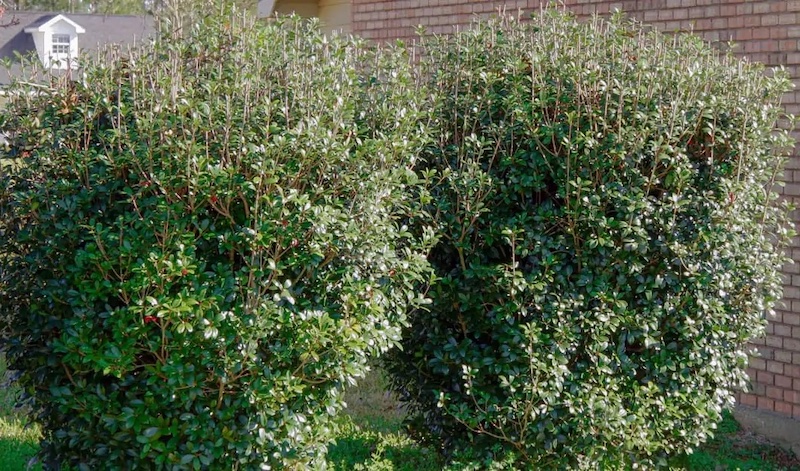 big-foot-cleyera-grown-as-a-hedge.jpg