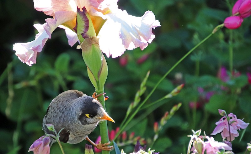 bird-hanging-on-iris-flower-stem.jpg