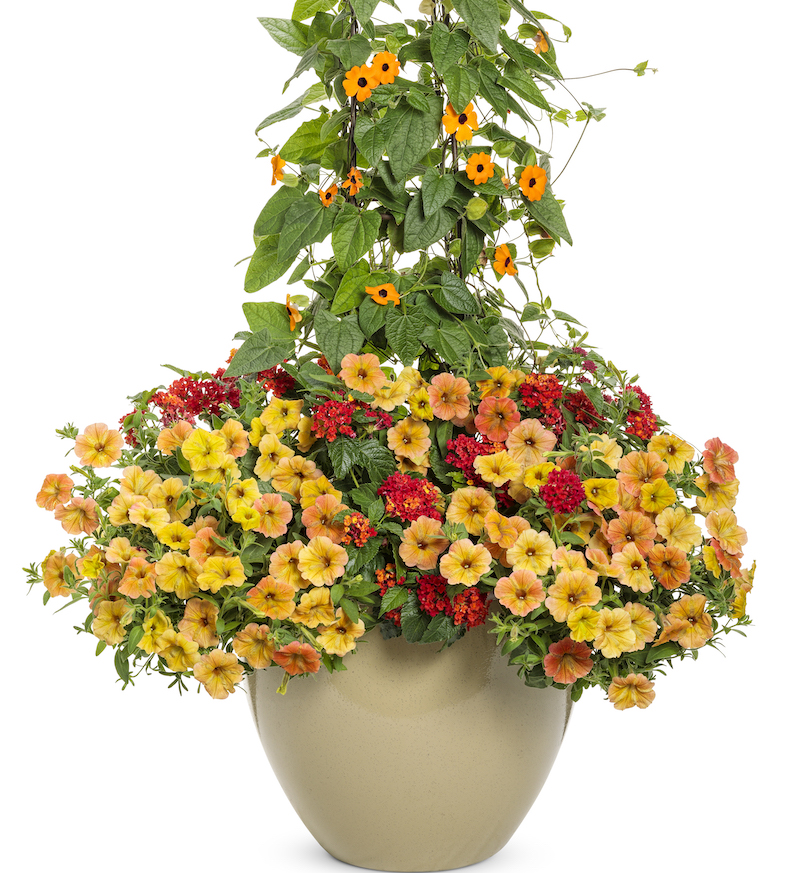 black-eyed-susan-vine-potted-with-petunias-and-lantana.jpg