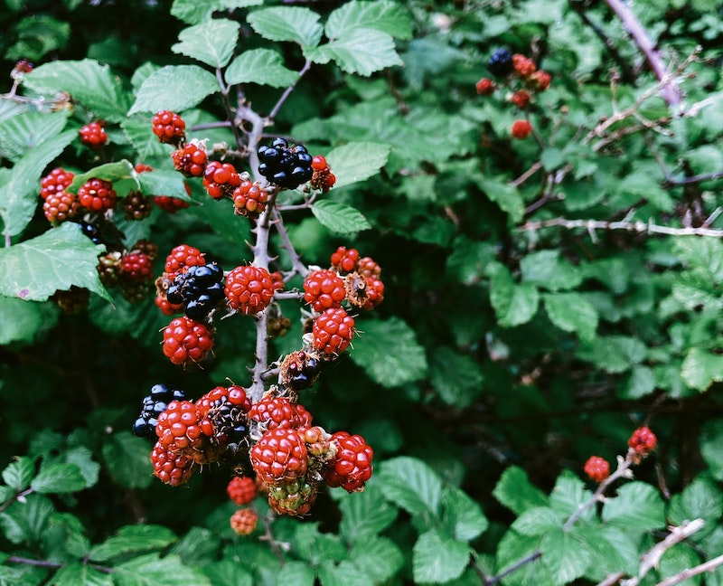 blackberry-branch-loaded-with-fruit.jpg