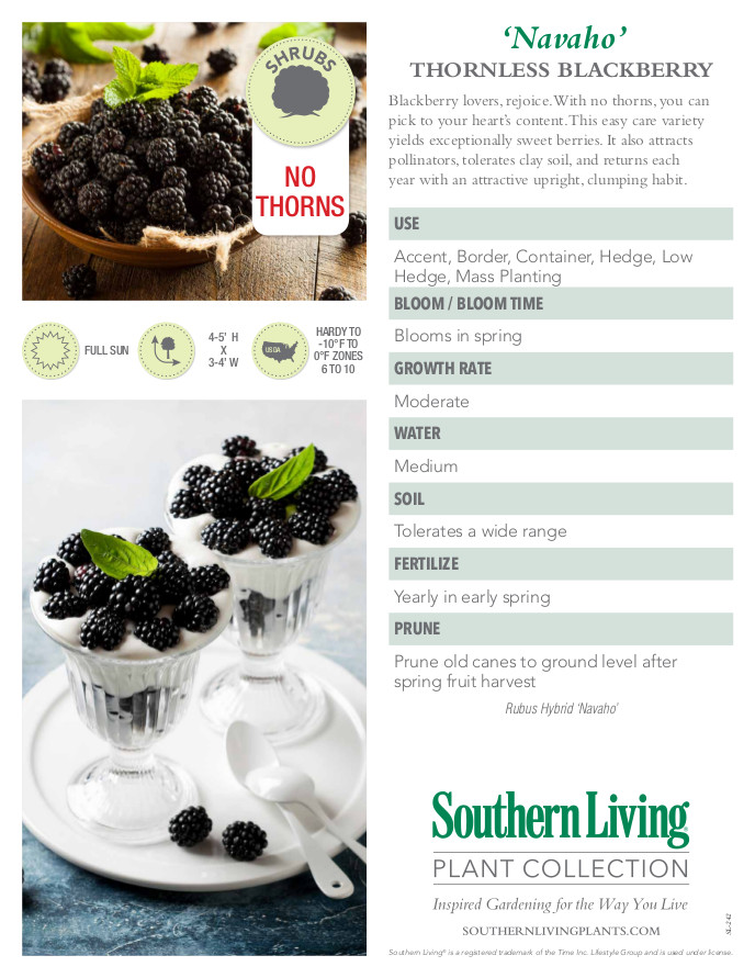 DownHome Harvest® 'Navaho' Thornless Blackberry – Southern Living Plants