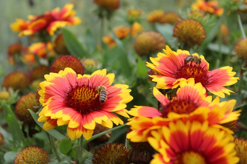 blanket-flowers-with-visiting-bees.jpg