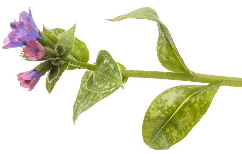 bloom-stem-of-spot-on-pulmonaria.jpg