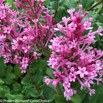 Bloomerang Dwarf Pink lilac flowers close up