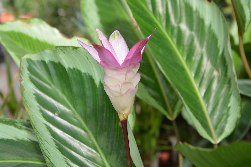 blooming-calathea-bicajoux.jpg