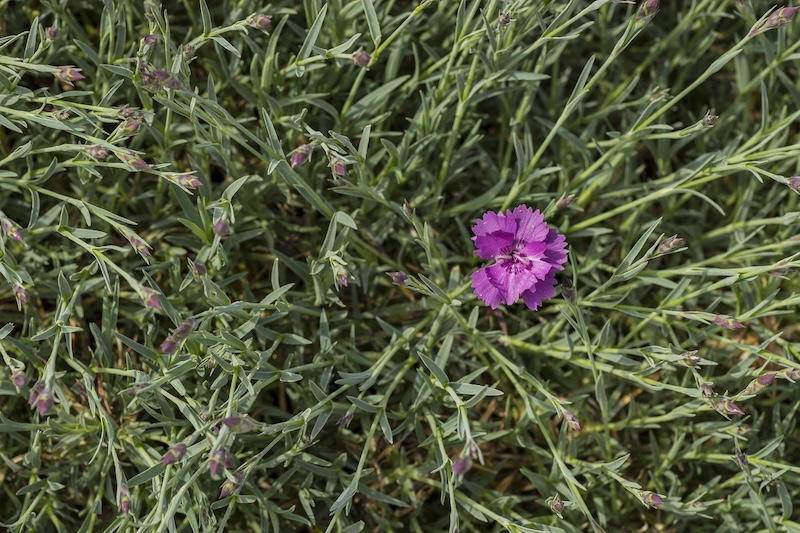 blooming-dianthus.jpg