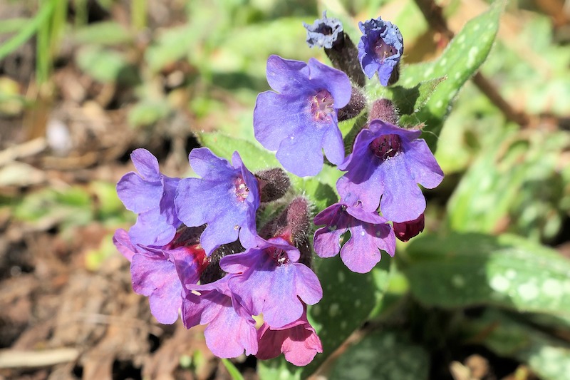 blooming-lungwort-in-dry-soil.jpg