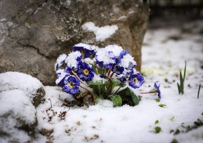 blooming-primrose-in-snow.jpg