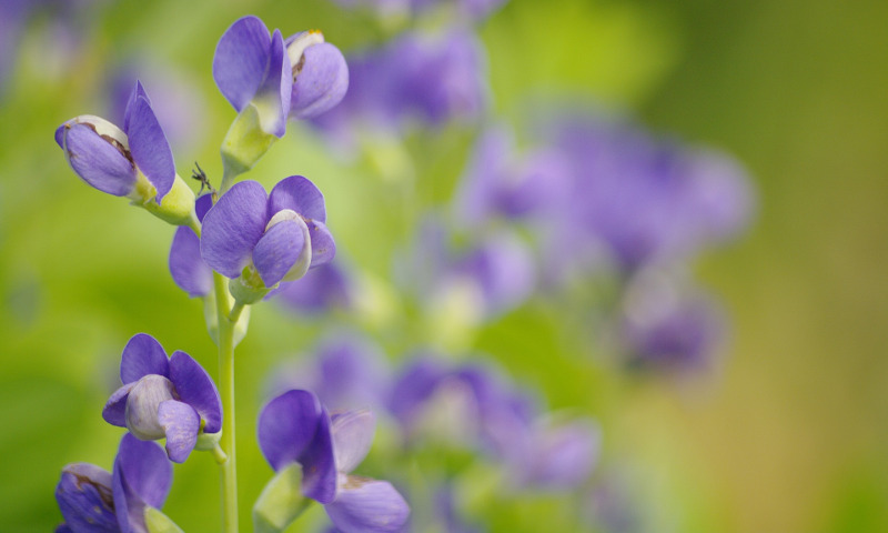 blue-false-indigo-flowers.jpg