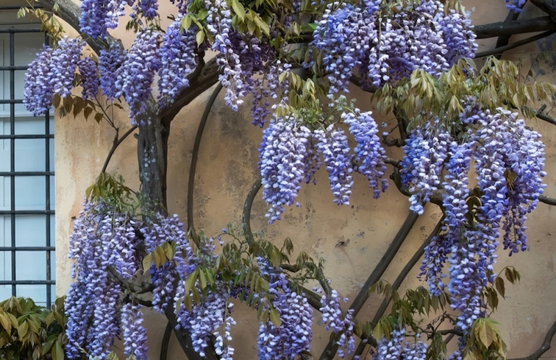 blue-flowering-wisteria-growing-against-house-exterior.jpg