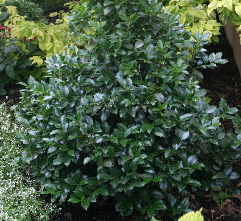 blue-holly-castle-spire-planting-in-front-of-dogwood.jpg