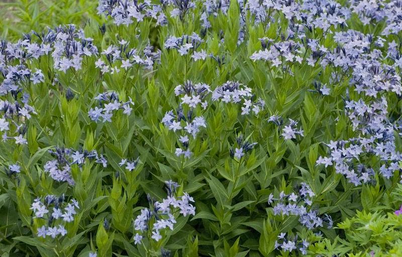 blue-ice-star-flower-in-bloom.jpg