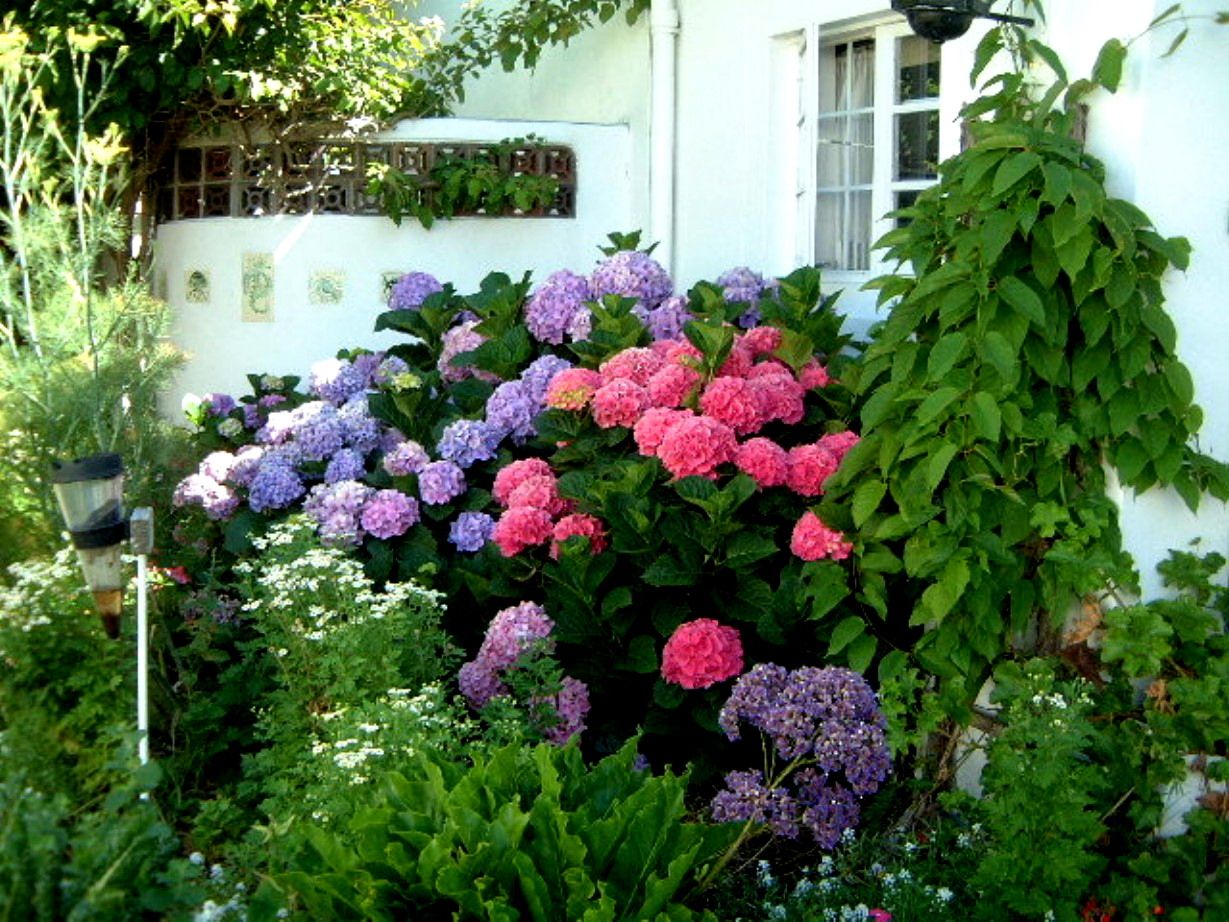 Blue Pink Hydrangea Colors on Bush