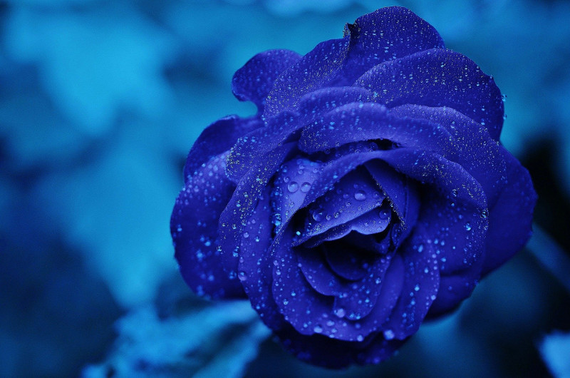different types of blue roses