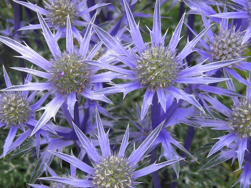 blue-sea-holly-in-bloom.jpg