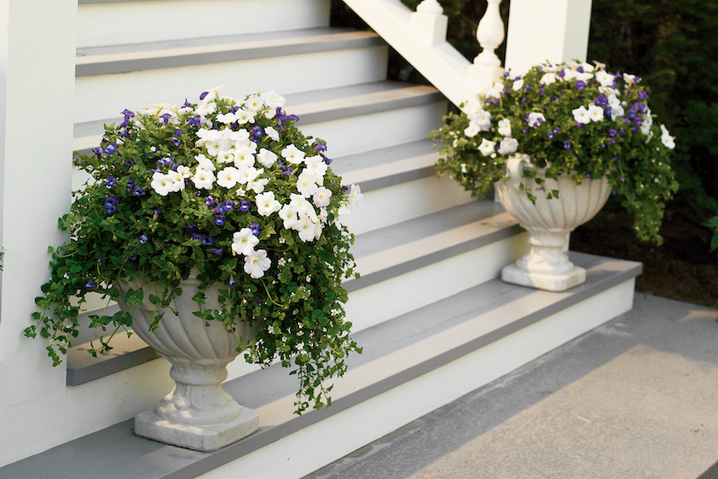 blue-torenia-planted-with-white-petunias-in-pots.jpg