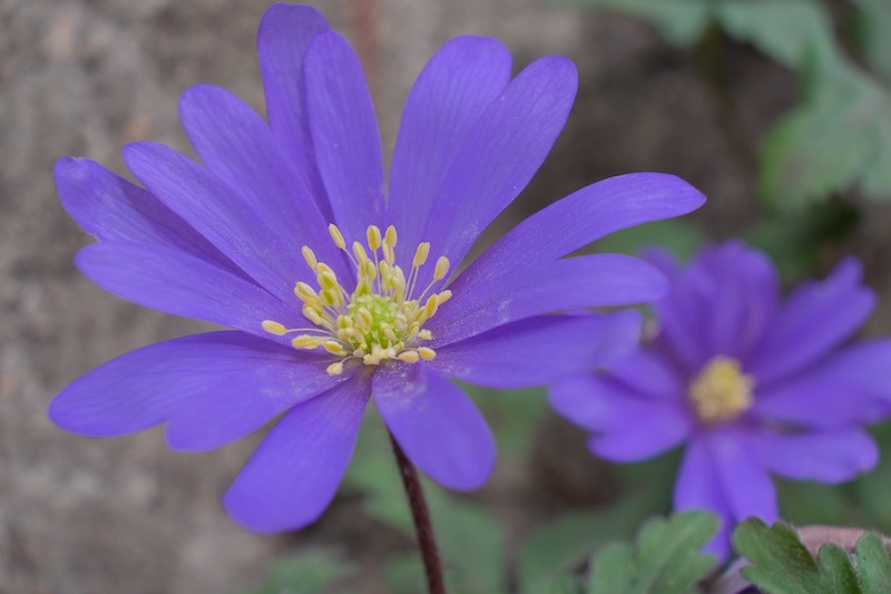 blue-windflowers.jpg