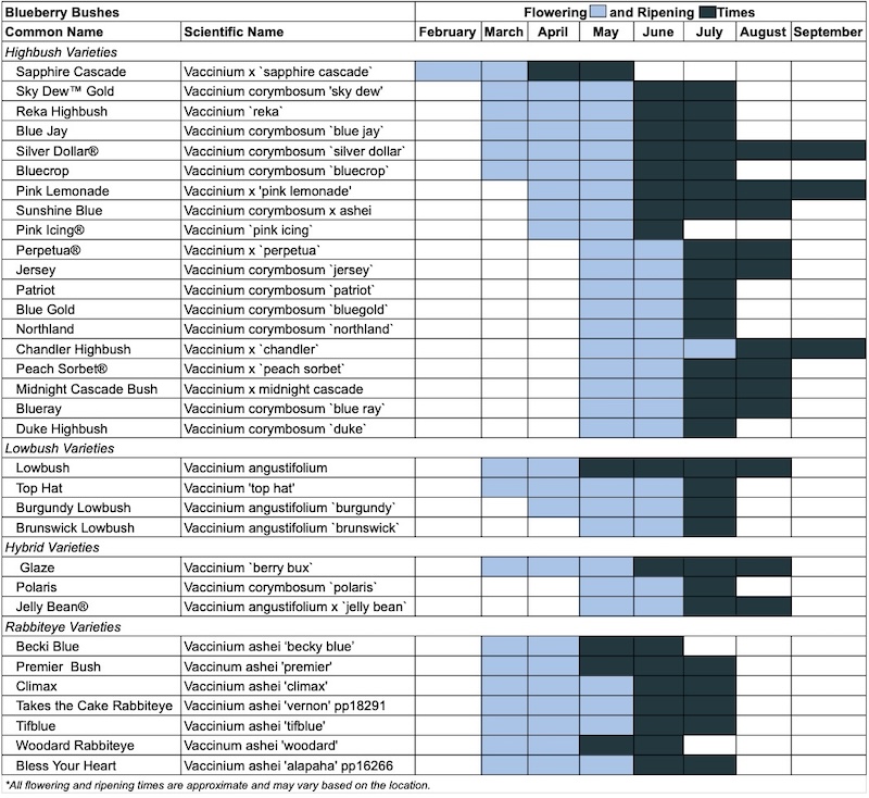 blueberry-bush-flowering-and-ripening.jpg