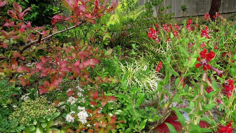 blueberry-bush-planted-with-cuphea-firefly-liriope-pee-dee-gold-ingot-sedum-erythrostichtum-mediovariegtum-.jpg