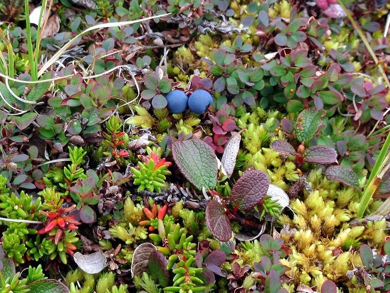 blueberry-growing-with-sedum.jpg