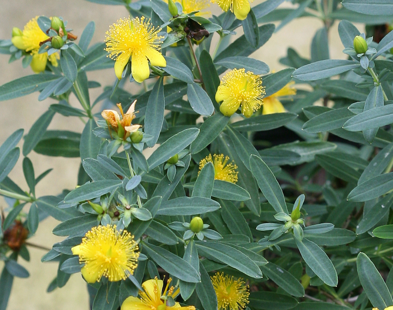 How to Grow St. John's Wort: A Close Look at FloralBerry®