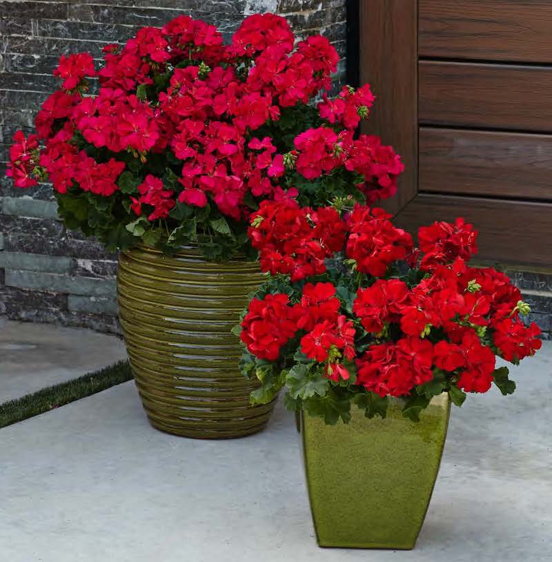 boldly-hot-pink-boldly-dark-red-pelargonium-containers.jpg