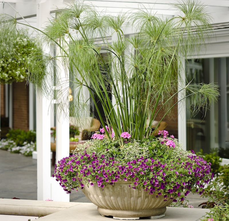 boldly-hot-pink-geranium-planted-with-diamond-frost-euphorbia-egyptian-papyrus-and-calibrachoa.jpg