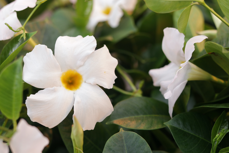 bombshell-white-mandevilla-in-bloom.jpg