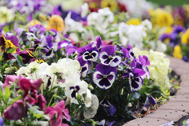 border-edge-with-pansies.jpg