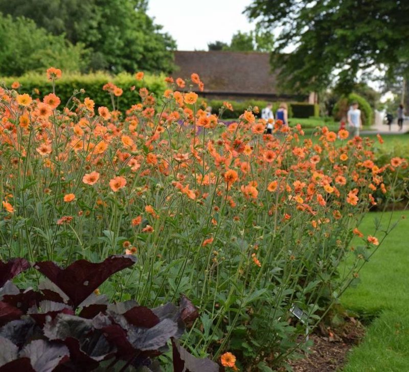 border-planting-of-geum.jpg