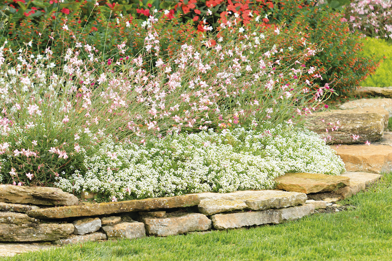 border-planting-of-snow-princess-alyssum-and-gaura.jpg