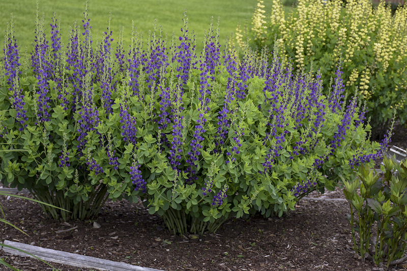 border-planting-with-baptisia-sparkling-sapphires.jpg