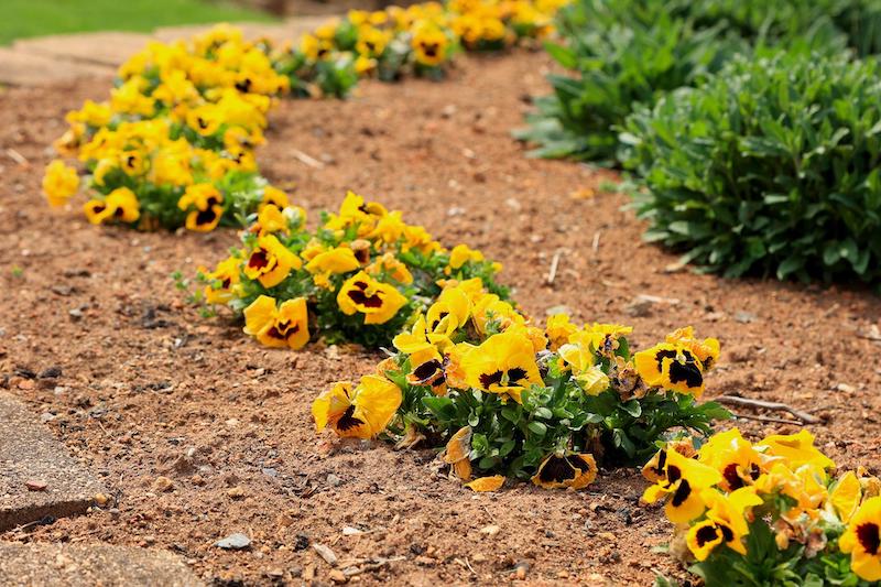 border-with-massed-pansies.jpg