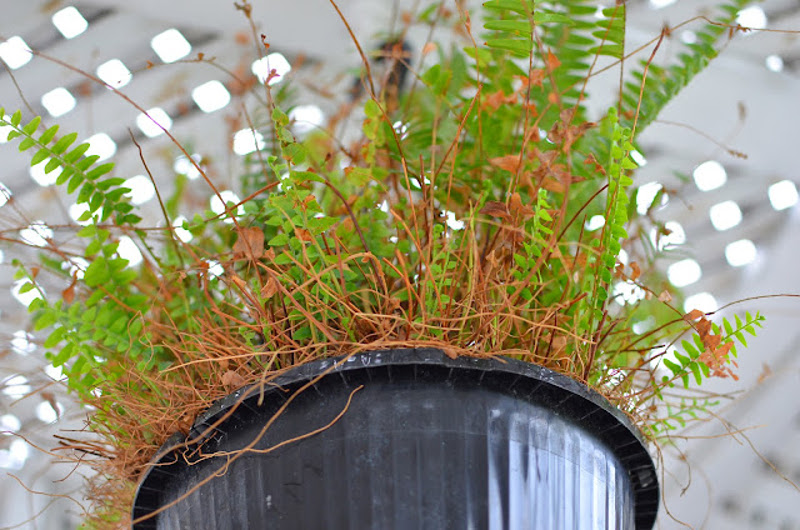 How to Over Winter a Boston Fern  