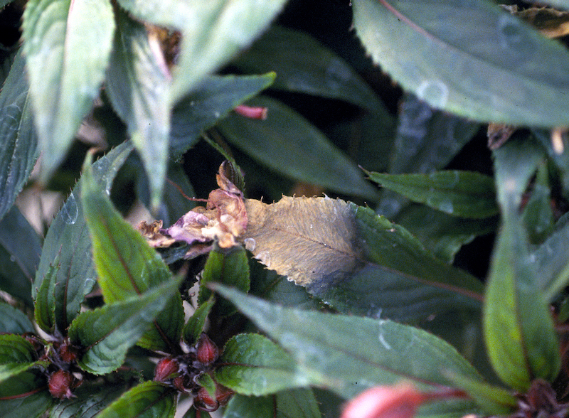 botrytis-colonized-flowers-may-fall-onto-leaves-allowing-the-fungus-to-gain-entry-into-these-tissues.jpg