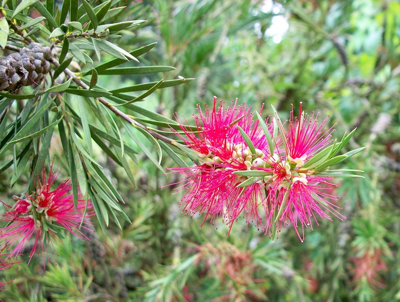 Common Bottlebrush Diseases - Learn About Bottlebrush Disease Treatment