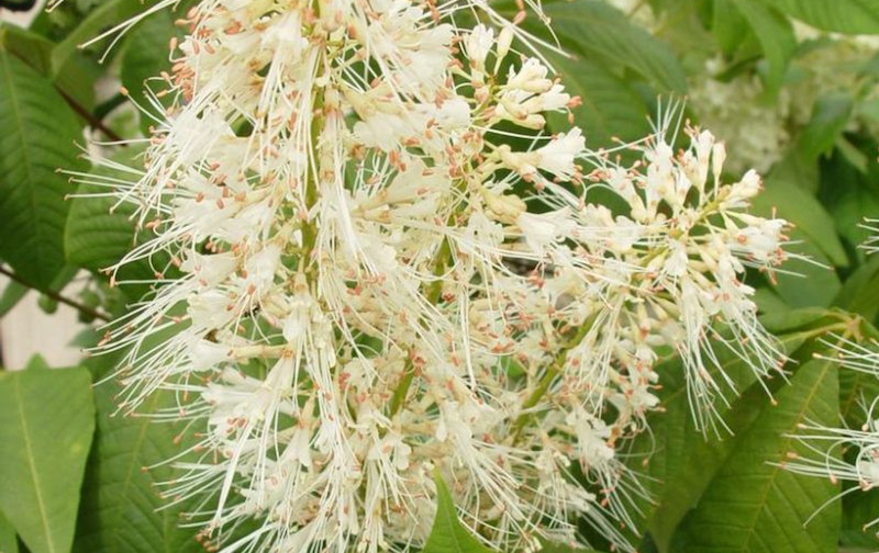 bottlebrush-buckeye-flower-panicles.jpg