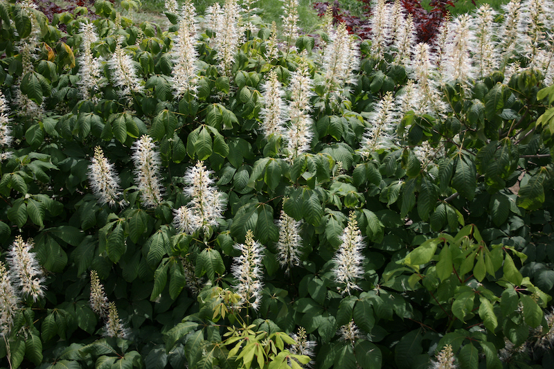 bottlebrush-buckeye-in-bloom.jpg