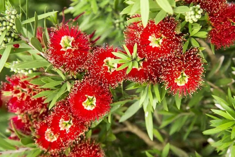 Fertilizing Bottlebrush