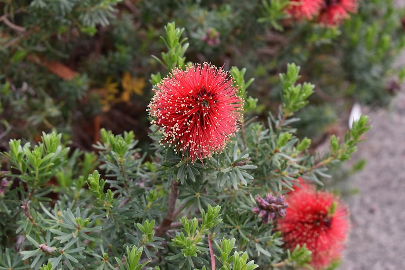 bottlebrush-nursery-plant.jpg