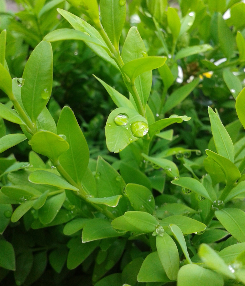 boxwood-foliage-with-water-on-it.jpg