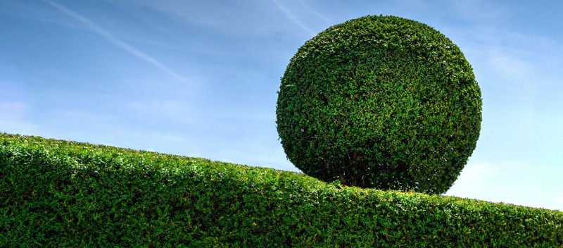 boxwood-pruned-into-a-sphere-hedge.jpg