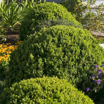 Boxwood shrubs growing in shade