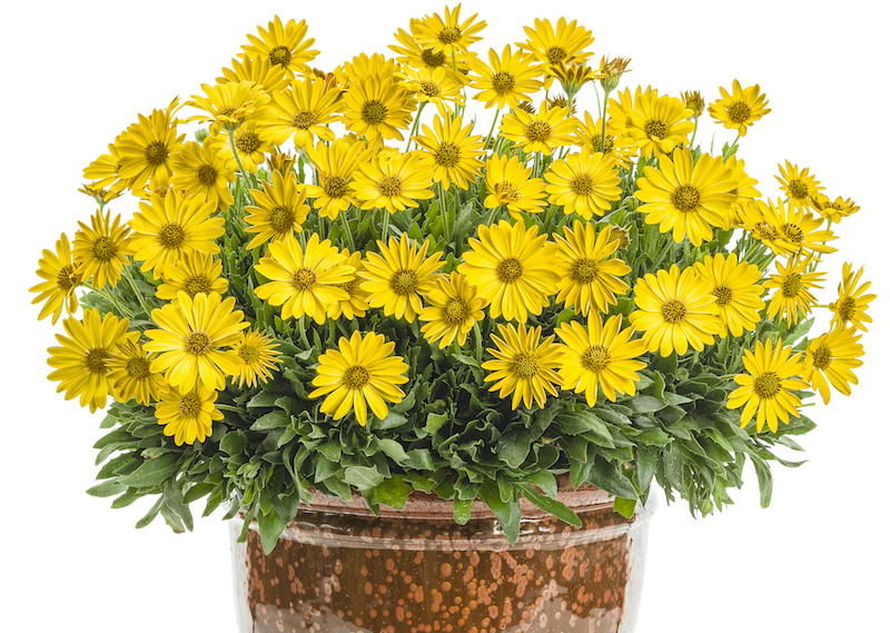 Are African Daisies Poisonous?