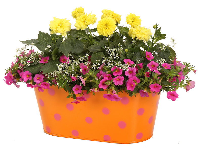 bright-orange-container-with-yellow-dahlia-diamond-frost-euphorbia-and-calibrachoa.jpg