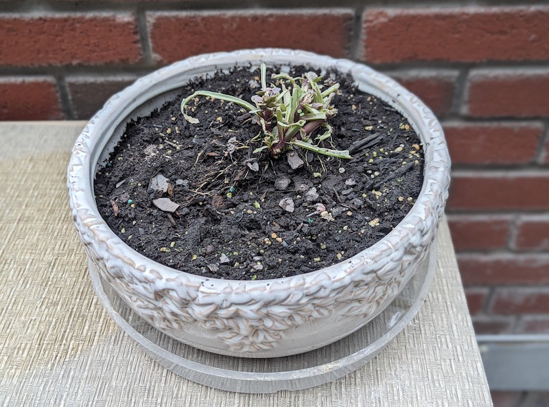 bringing-ajuga-indoors-for-the-winter.jpg