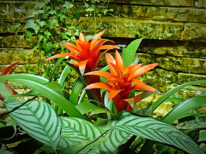 bromeliad-blooming-outdoors.jpg